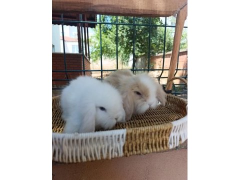 Hollanda teddy lop tavşanlar sütten kesilenler