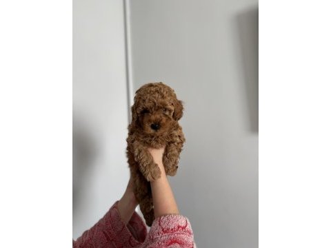 Toy poodle 3 erkek adana
