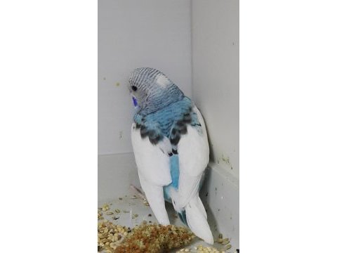 Full evcil muhabbet kuşu yavrular 33 günlük bebekler