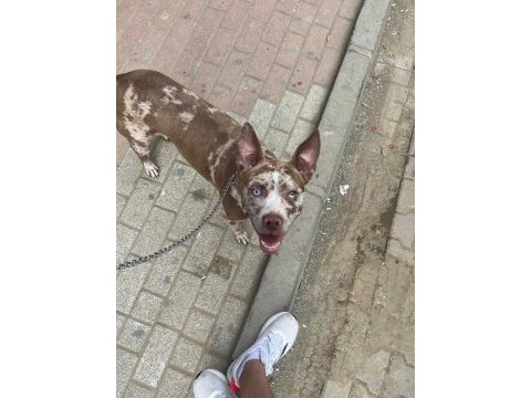 6 aylık merle color köpeğimiz