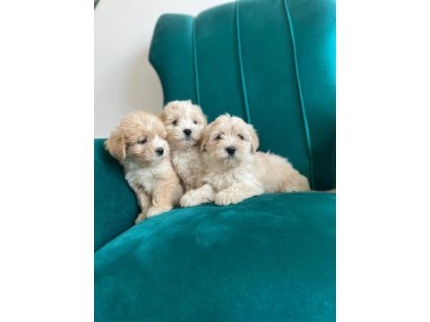 Sağlık garantili maltipoo yavrular