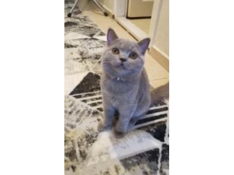 İzmir güzeli british shorthair