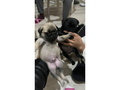 43 günlük temiz kan pug yavrular