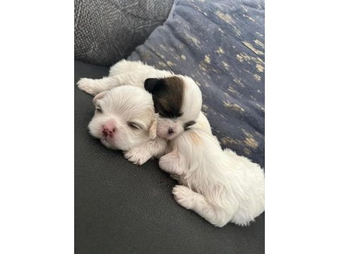 Ev ortamında bakılan kendi köpeğimizin yavruları