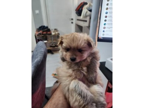 Rezerveye açık köpekler