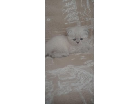 40 günlük blue point yavru kediler