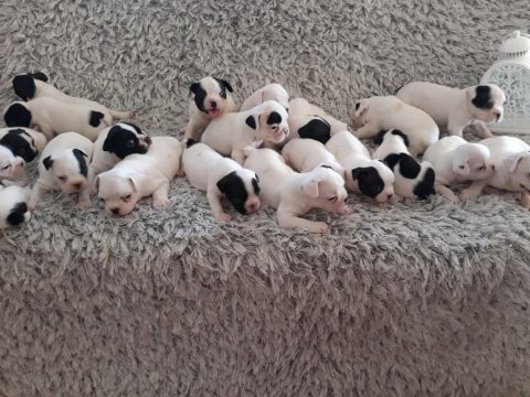 Yılbaşı bebek köpeklerimiz yeni evine gitmeye hazırlar