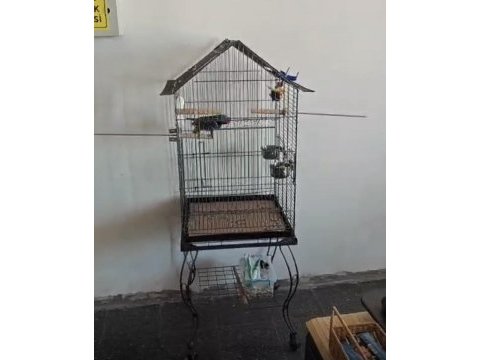 Derbiyan papağanımız için ulaşın