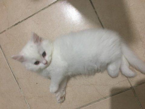 Yaramaz british longhair ponçikler