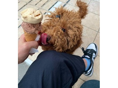 A kalite poodle ayarında kahverengi maltipoo
