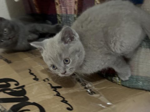 60 günlük scr haskan british shorthair