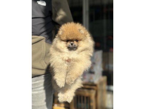 Petmode köpek çiftliğinden hazır 5 adet pomeranian 