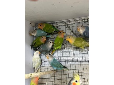Ele alıştırmalık bebek sevda papağanları