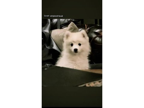 4 aylık pomeranian boo dişi