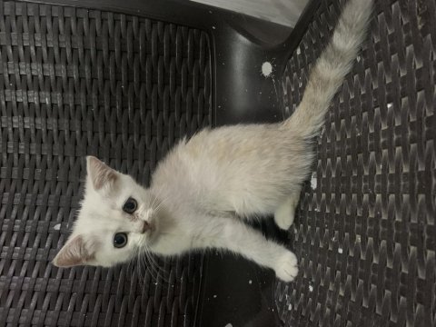 British shorthair dişi 73 günlük yavru