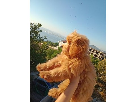 Yumak yumak maltipoo yavru