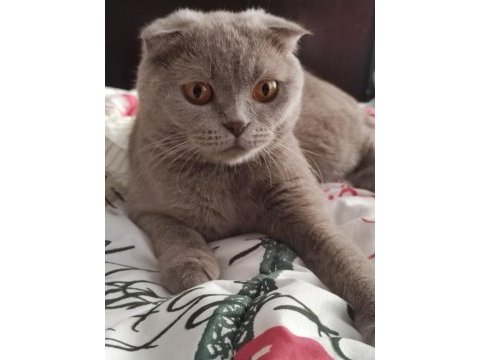 Scottish fold lilac kedimiz