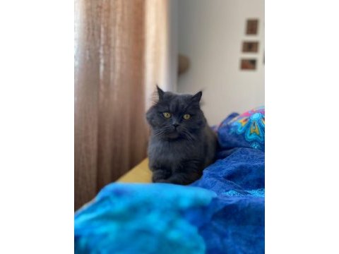 7 yaşında british longhair