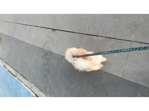 2 yaşında pomeranian prenses nova yeni yuvasını arıyor