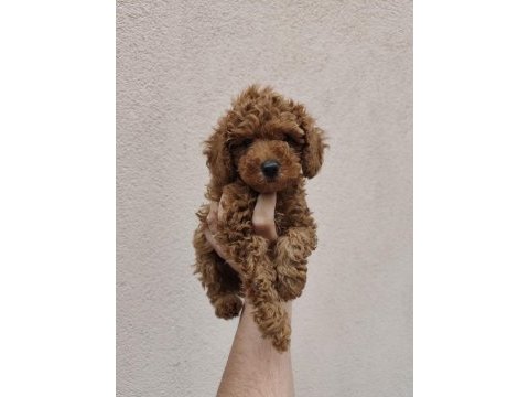 Hayalinizdeki toy poodle bir adım uzaklıktasınız