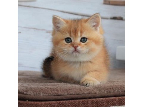 British shorthair yavruları