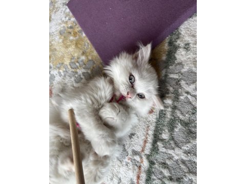 British longhair 8 aylık erkek