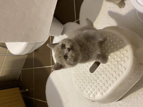 British shorthair yavru