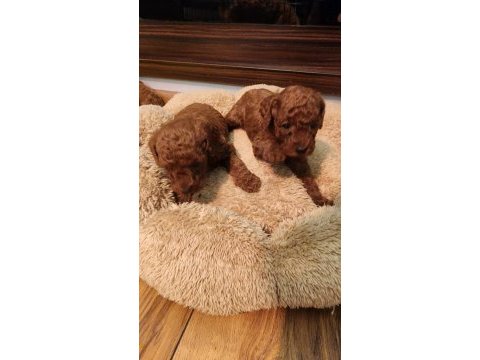 Toy poodle evde bakılan yavrular