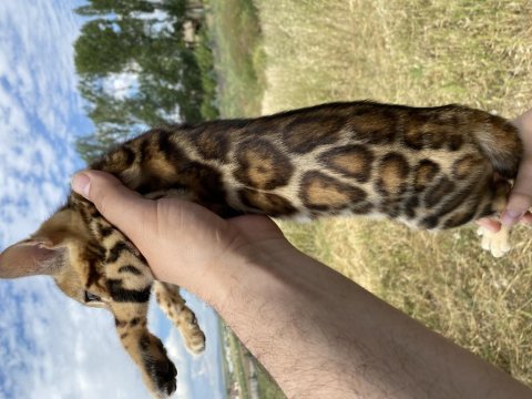 Saf kan bengal kedisi