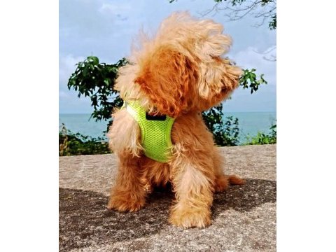 Toy poodle