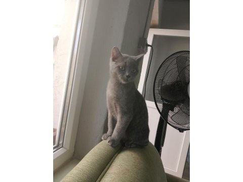 2 aylık scottish fold yavrularımız