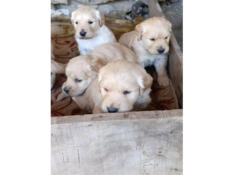 Bebek yüz golden retriever yavrular için geç kalmayın