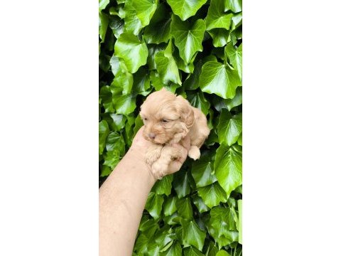 Maltipoo cinsi yavrular