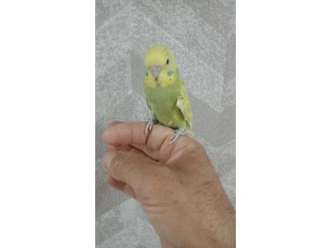 30 günlük muhabbet kuşu yavrum