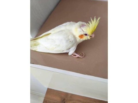 Acil yeme düşmüş sultan papağanı