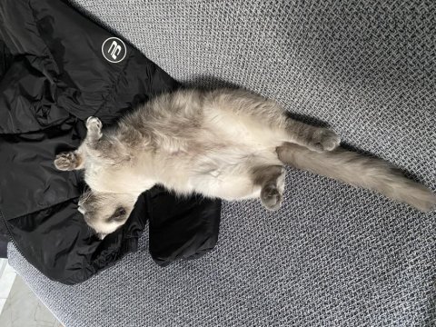 Taşınmak zorunda olduğumdan scottish fold