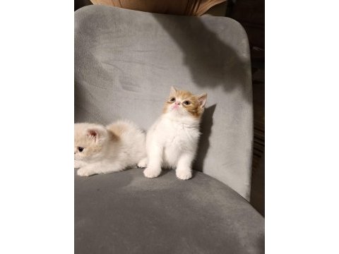 Exotic shorthair 2 aylık erkekler