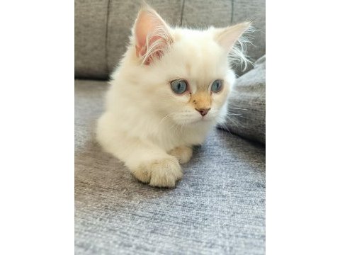 British longhair 5 aylık