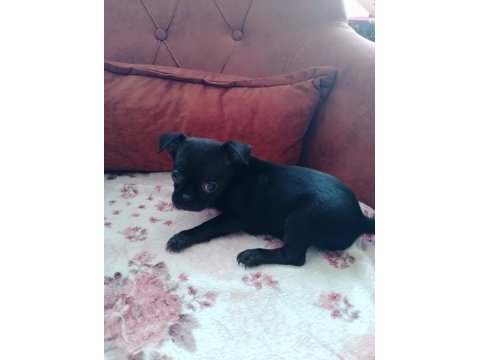 Şivava köpeklerimiz acil yuva arıyorlar