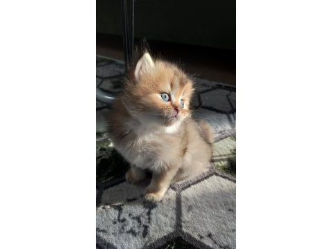 British longhair erkek