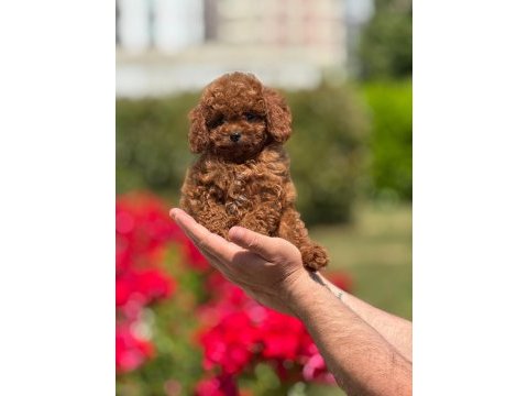 Toy poodle cinsi bebeklerimiz