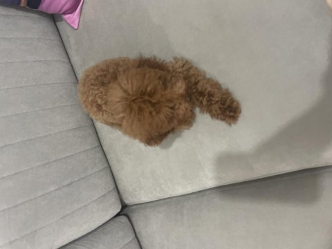 Acil yuvalandırma poodle köpeğimiz