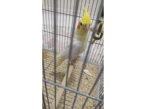 Konuşan lutino sultan papağanı