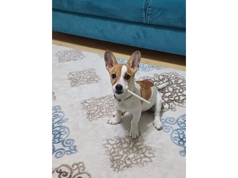 6 aylık terrier yavrumuz