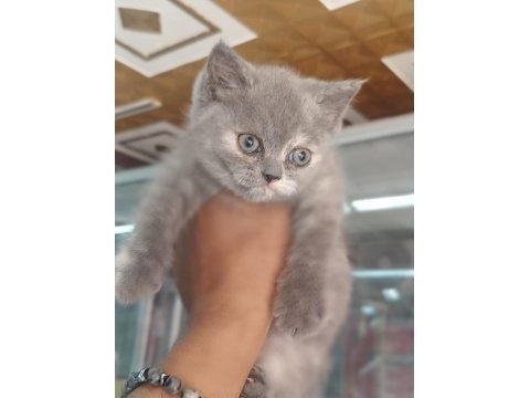 Brıtısh shorthair yavrularımız