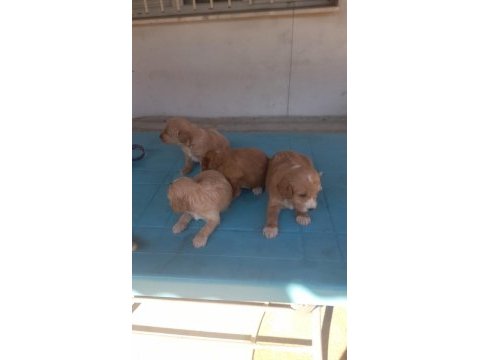F2 maltipoo yavrularımız rezerveye açılmıştır