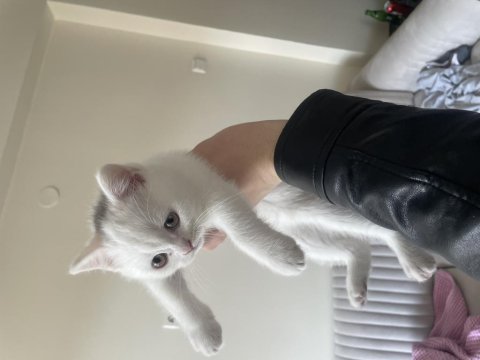 Bembeyaz iki aylık erkek british shorthair yavrumuz