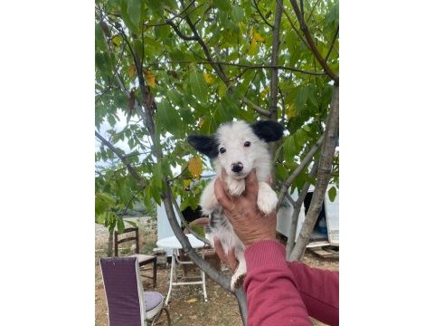 Safkan ankaranın en güzel border collie yavruları