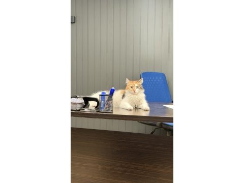 Tekir kedimiz acil yuva aranıyor