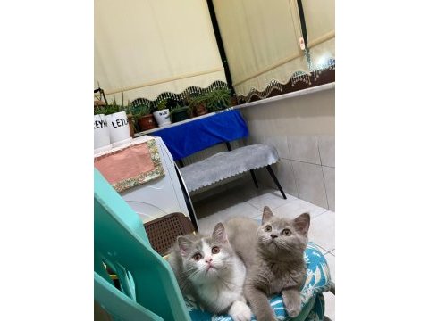 British shorthair